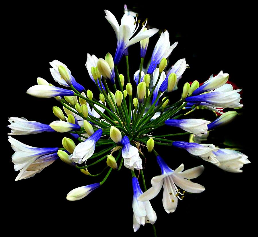 Delicate White Blue Photograph by Rosie Lee Delicate White Blue Photograph by Rosie Lee