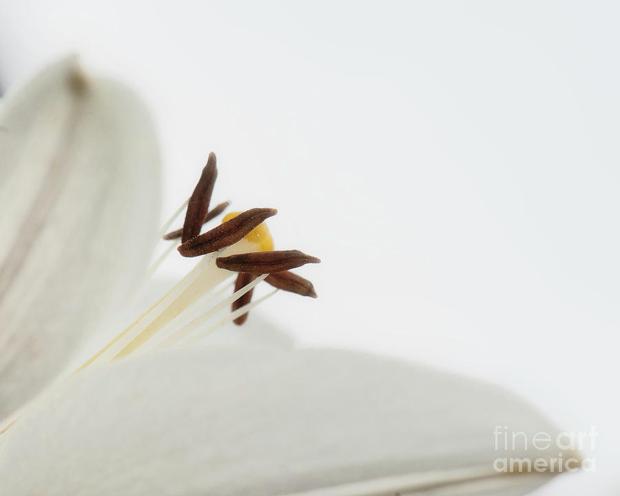 Delicate White Flower Photograph by Ant Smith