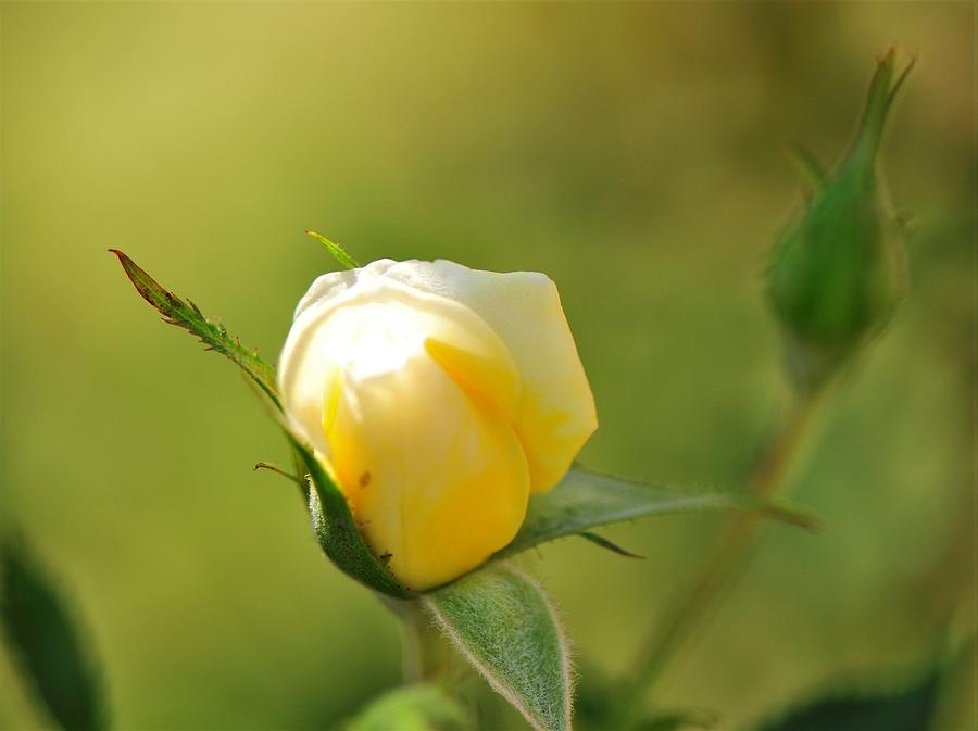 Delicate white mini rose bud Photograph by Plinia Prints - Fine Art America