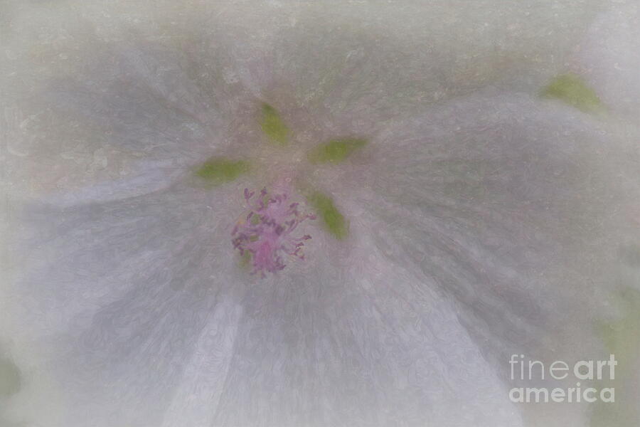 Delicate White Musk Mallow Photograph by Yvonne Johnstone