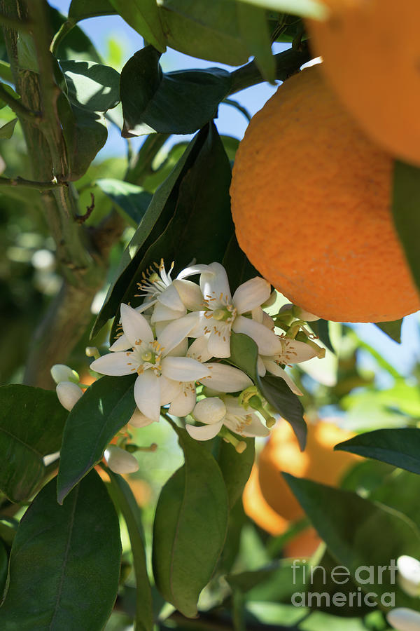 White orange blossoms and ripe fruits, orange blossom in Spain Photograph by Adriana Mueller