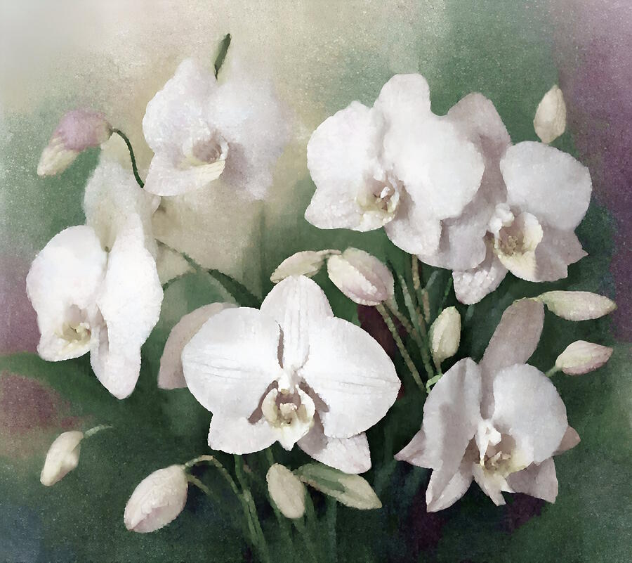 Delicate white orchids Digital Art by Ruth Digital vision - Fine Art ...