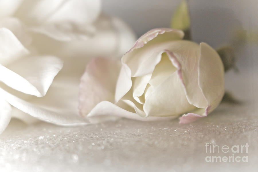 Delicate White Rose Flowers Photograph by Ella Kaye Dickey
