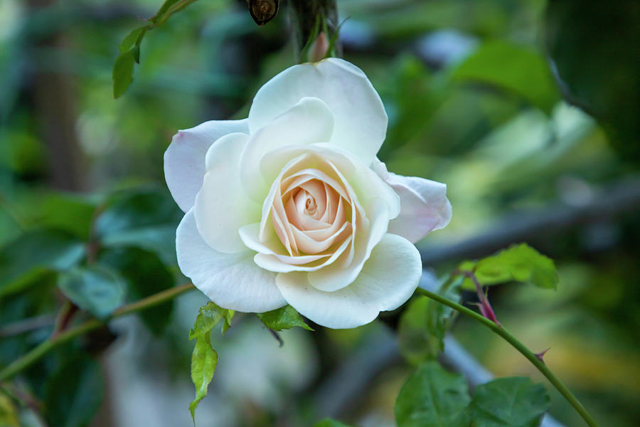 Delicate White Spring Rose Photograph