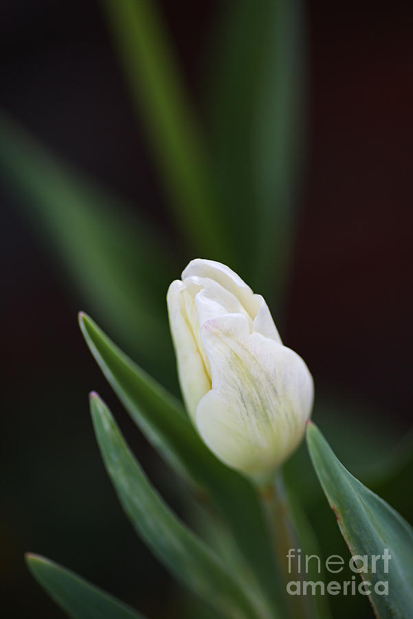 Delicate White Tulip Bud Photograph by Joy Watson