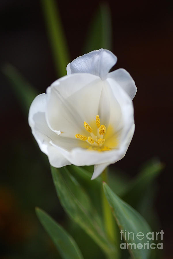 Delicate White Tulip Flower  Photograph by Joy Watson