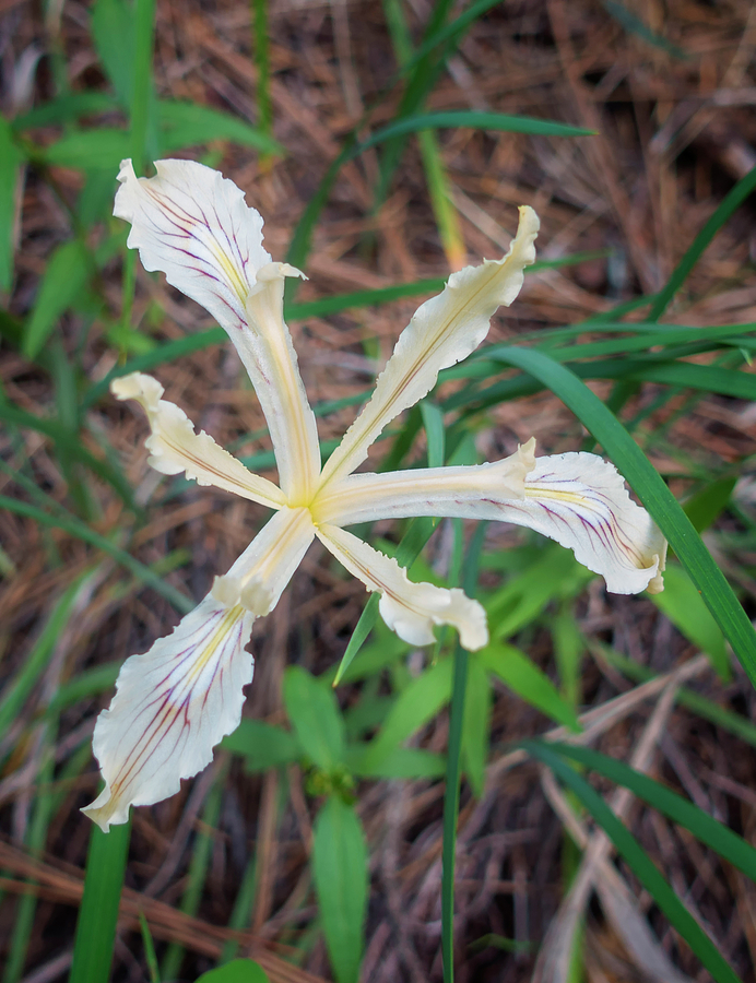 Delicate Wild Iris Photograph by Loree Johnson