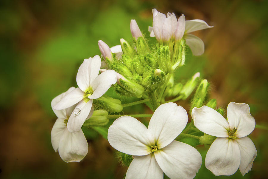 Delicate Wildflowers Photograph