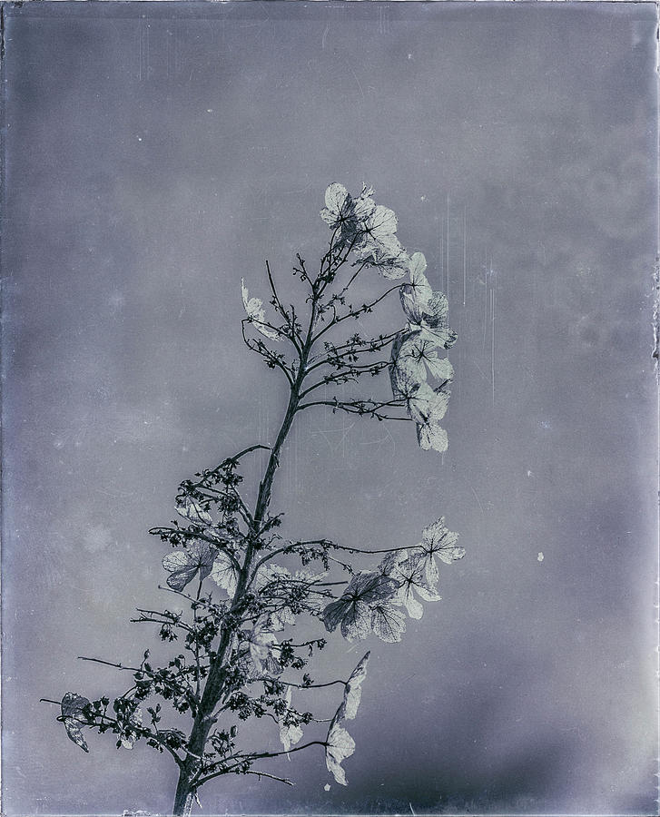 Delicate Winter Plant Photograph by Cate Franklyn