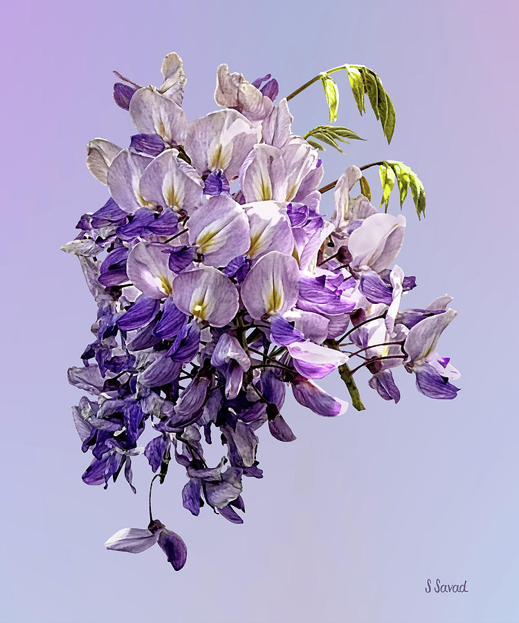 Delicate Wisteria Photograph by Susan Savad