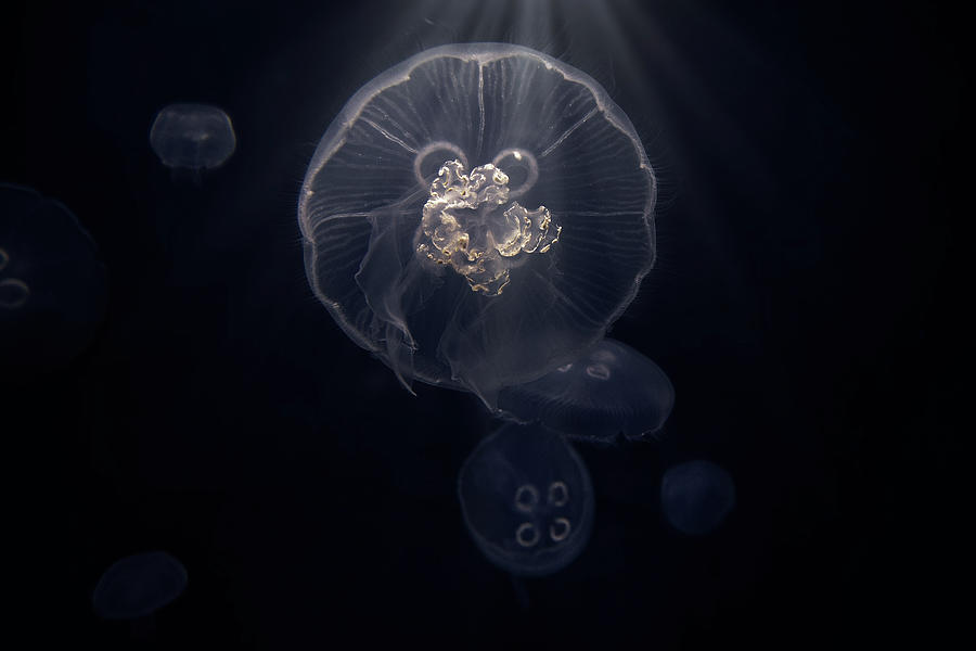 Delicate Yet Deadly Jellyfish Photograph by Sennie Pierson