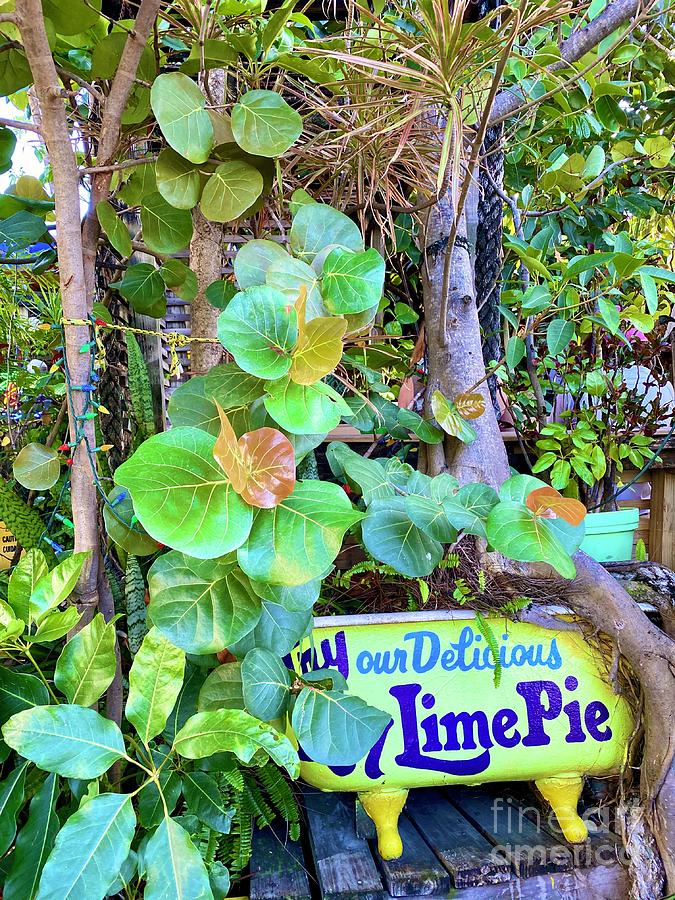 Tree Photograph - Delicious Key Lime Pie by Beth Saffer