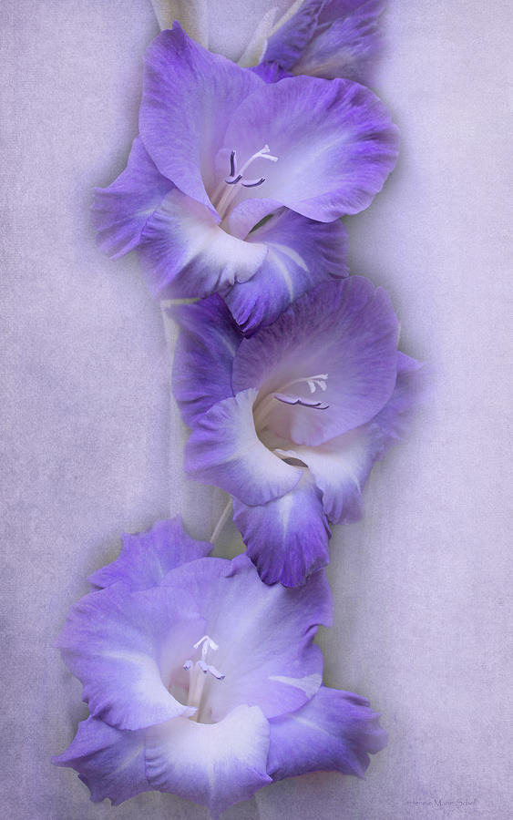 Delighful Lavender Gladiolus Flowers Photograph by Jennie Marie Schell