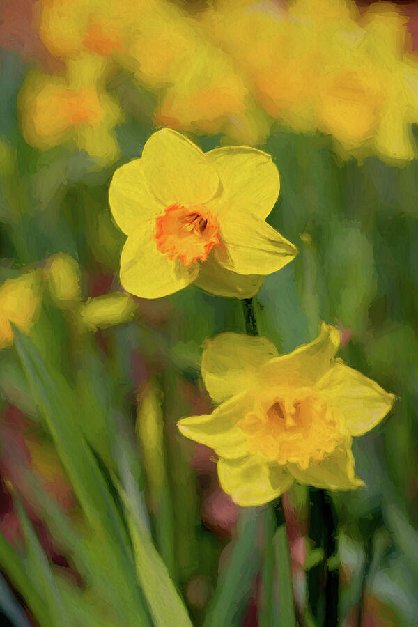 Delightful Daffodils Photograph by Tanya C Smith