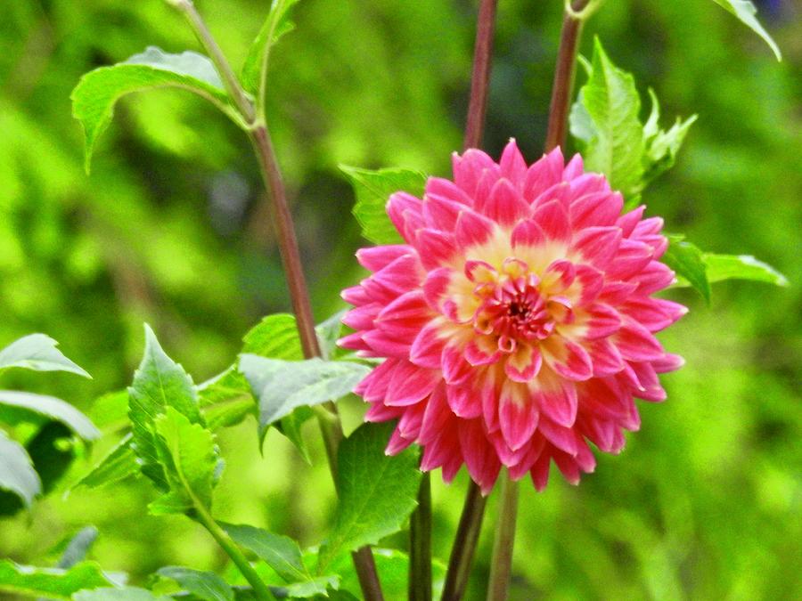 Delightful Dahlia Photograph by Kathy Chism
