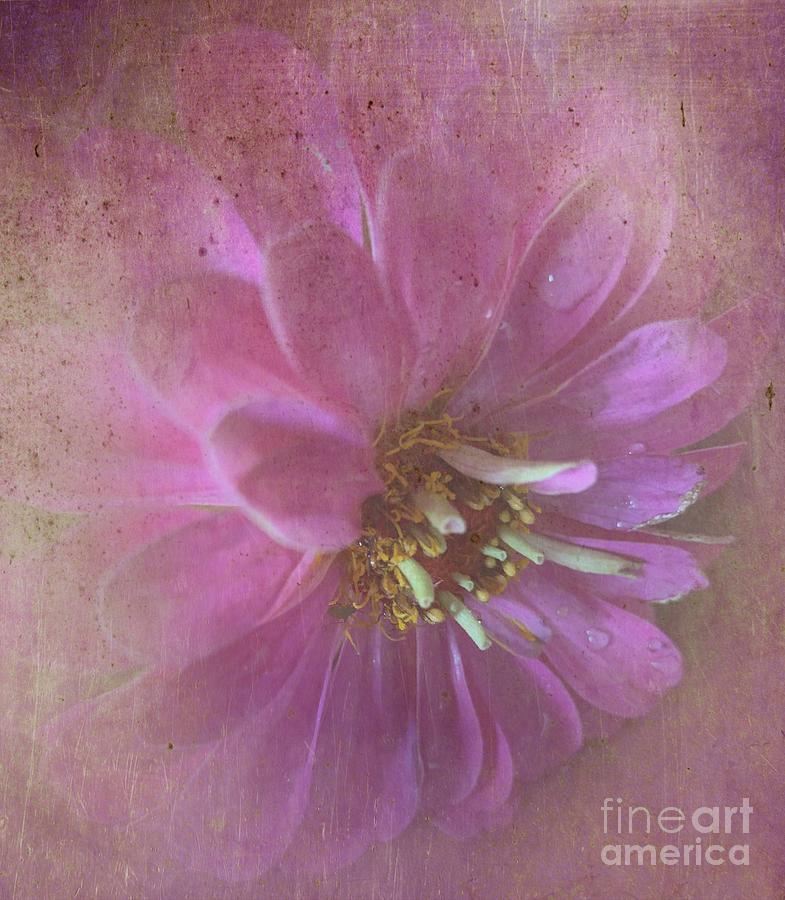 Delightful Dahlia Photograph by Luther Fine Art