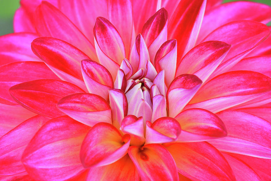 Delightful Dahlia Photograph by Mike Martin