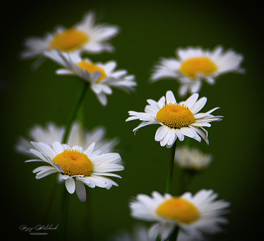 Delightful Daisies Photograph by Mary Walchuck