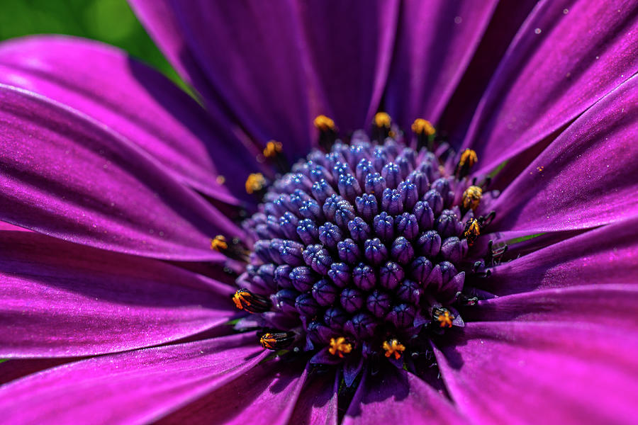 Delightful Daisy Photograph by Linda Howes - Fine Art America