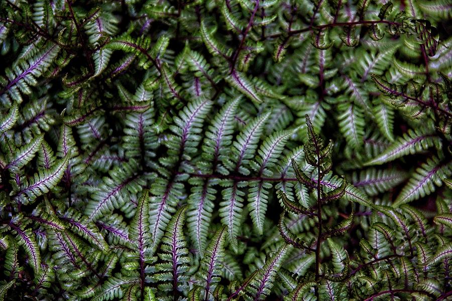 Delightful Ferns Photograph by Allen Nice-Webb