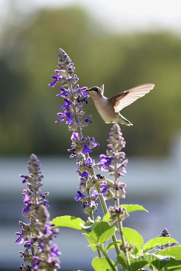 Delightful Hummingbird In Purple Salvia Photograph