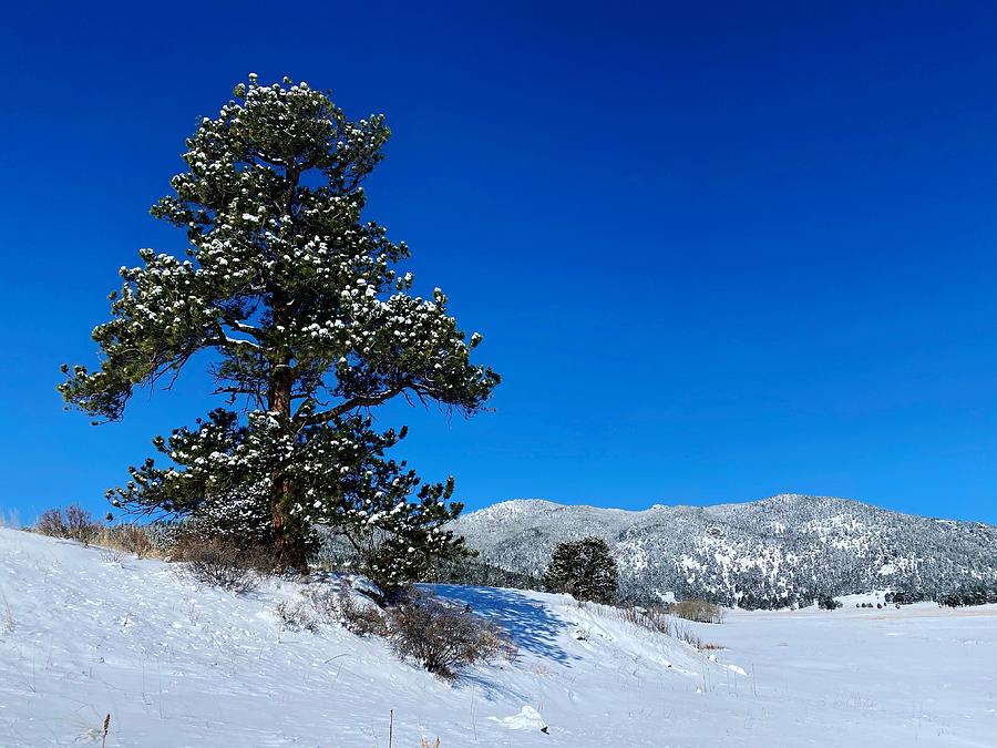 Delightful Pine Photograph by Dan Miller