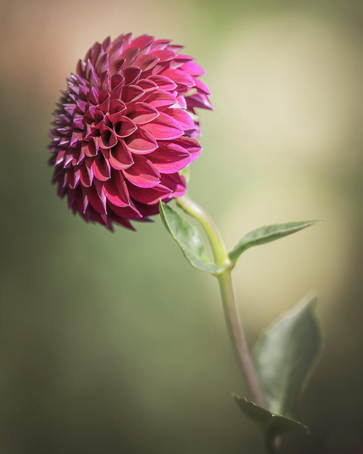 Delightful Photograph by Ryan Weddle Delightful Photograph by Ryan Weddle