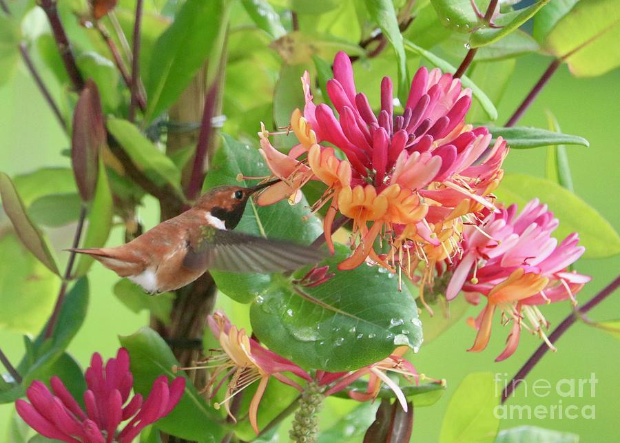 Delightful Spring Hummingbird with Honeysuckle Photograph by Carol Groenen