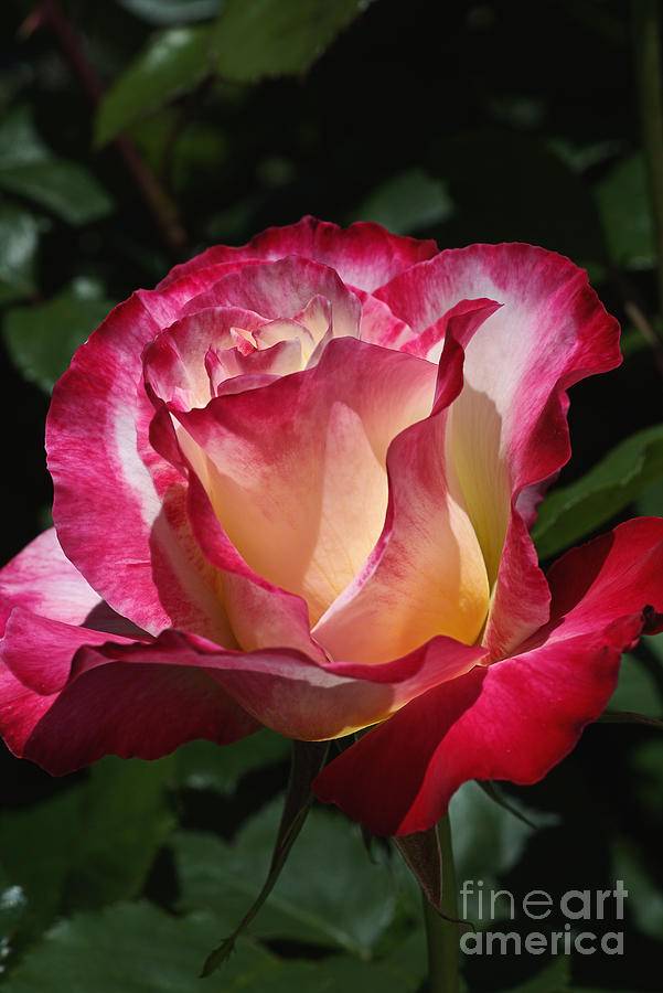 Delightful Spring Rose Photograph by Joy Watson