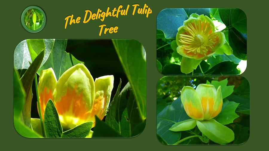 Delightful Tulip Tree Photograph by Nancy Ayanna Wyatt