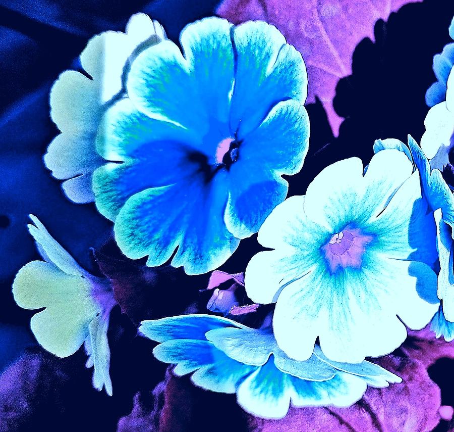 Delightful Turquoise Flowers Photograph
