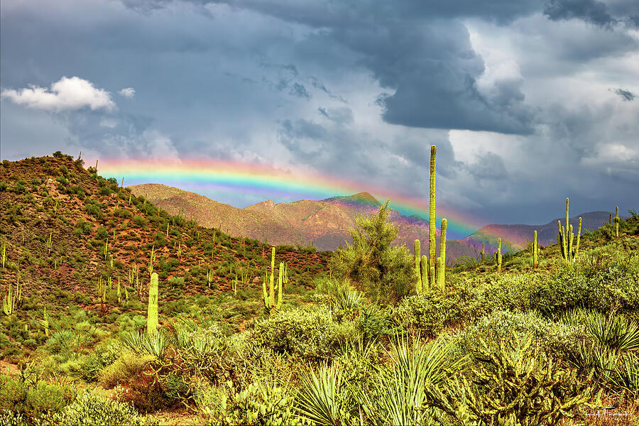 Delights in the Arizona Desert Photograph by Rick Furmanek