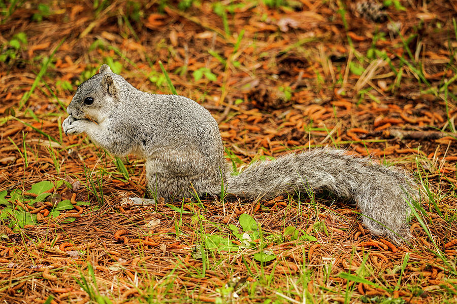 Delmarva Fox Squirrel Photograph by Dale R Carlson