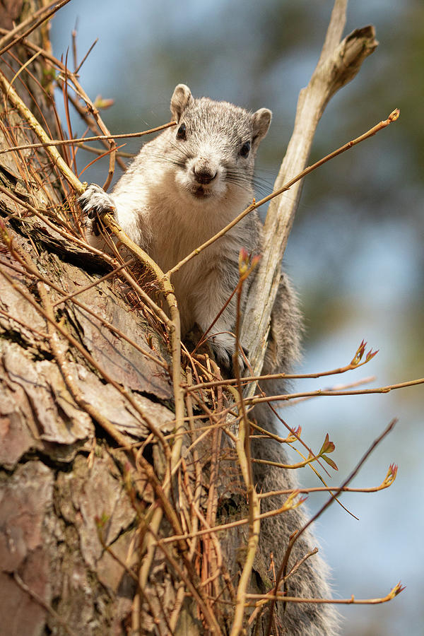Delmarva Fox Squirrel on a Pine Tree Photograph by Kristia Adams