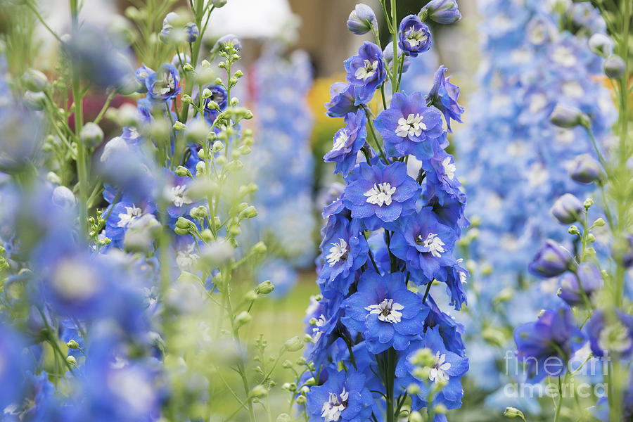Delphinium Aurora Blue with White Bee Flower Photograph by Tim Gainey