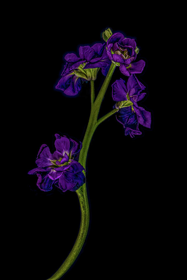 Delphinium in Purple Photograph by Sandi Kroll