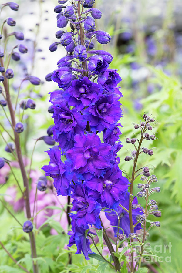Delphinium Pagan Purples Flower Photograph by Tim Gainey