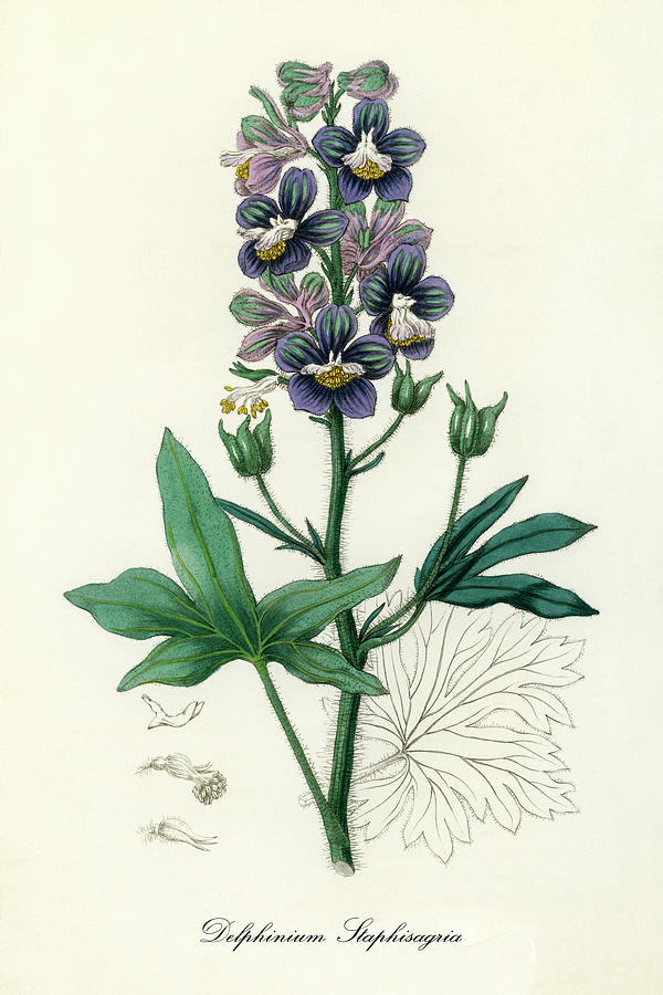 Nature Digital Art - Delphinum Staphisagria - Stavesacre -  Medical Botany - Vintage Botanical Illustration by Studio Grafiikka