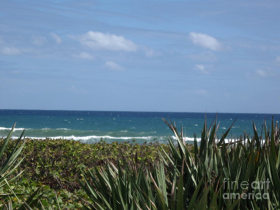 Delray Beach A1A Florida Photograph by Catherine Ludwig Donleycott