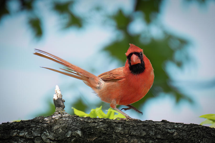 Demanding Cardinal Photograph by Lee Manns