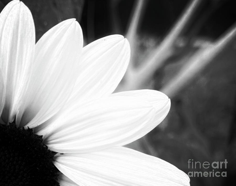 Demi Sunflower Photograph by Luther Fine Art