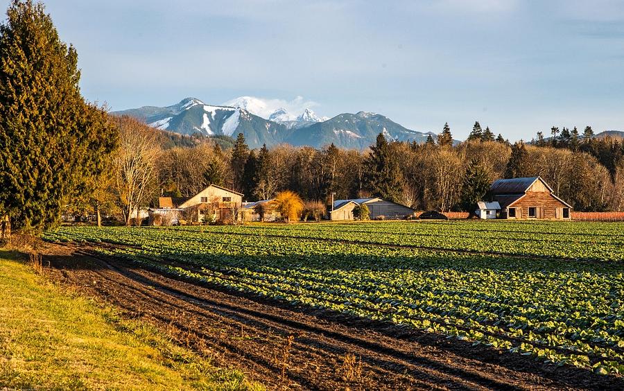 Deming Farm and Mt Baker Photograph by Tom Cochran