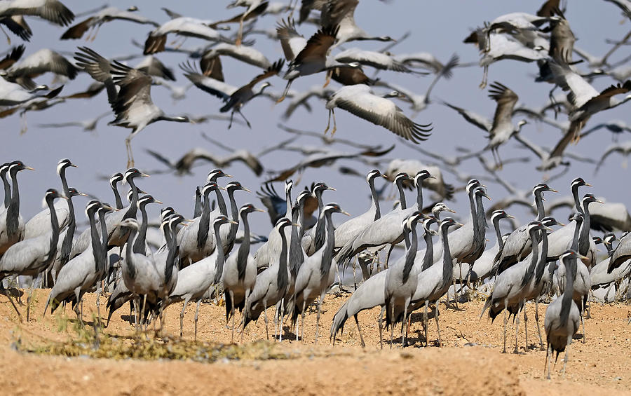 Demoiselle crane at wetland Photograph by IndiaImages