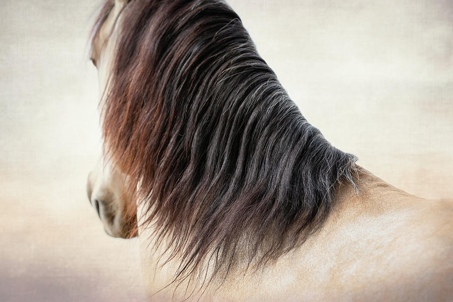 Demure - Horse Art Photograph by Lisa Saint