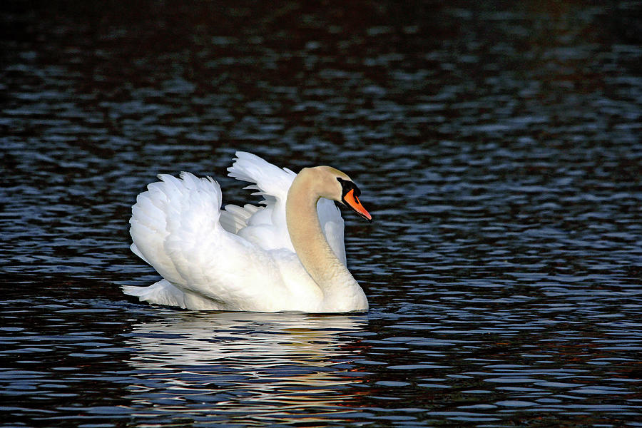 Demure Mute Swan Photograph by Debbie Oppermann
