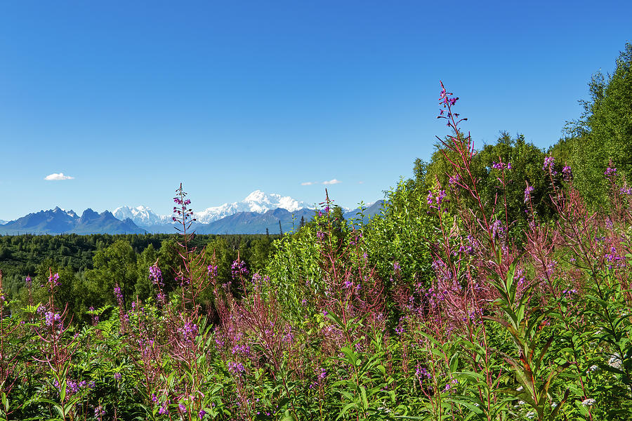 Denali Fireweed 1 Photograph by Frosted Birch Photography