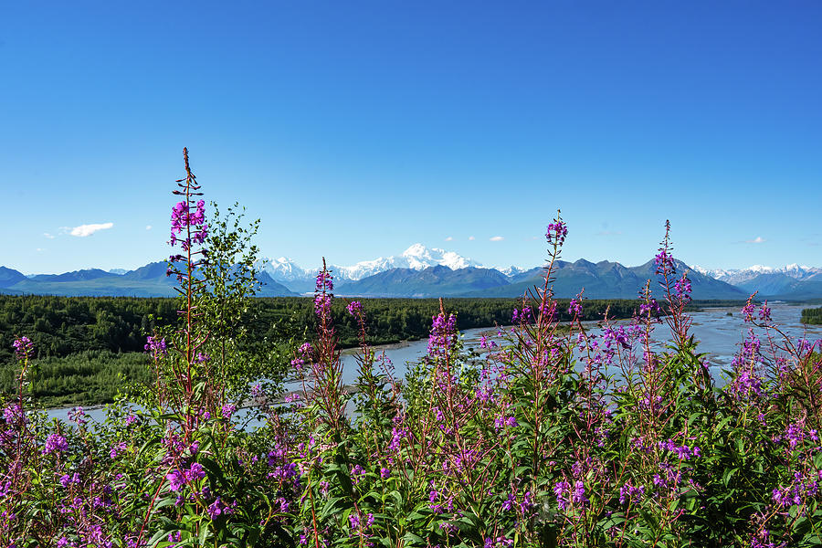 Denali Fireweed 2 Photograph by Frosted Birch Photography