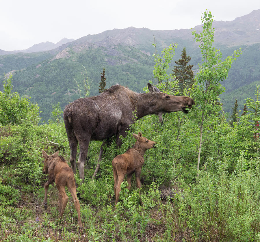 Denali Moose Fam Photograph by Angie Mossburg