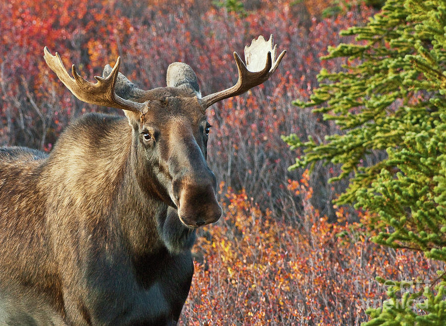 Denali Moose MO9092 Photograph by Mark Graf