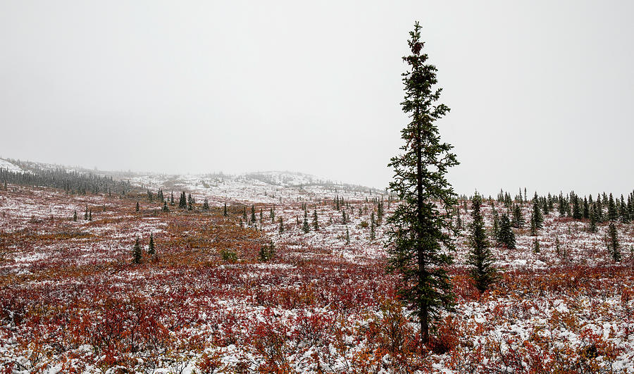 Denali National Park Autumn And Winter Photograph